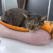 ヒメ日記 2025/05/04 02:06 投稿 なつ 人妻美人館