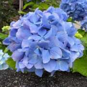 ヒメ日記 2025/06/12 07:45 投稿 なつ 人妻美人館