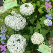 ヒメ日記 2025/06/17 07:50 投稿 なつ 人妻美人館