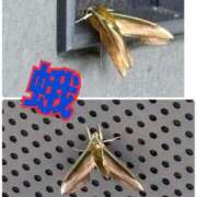 ヒメ日記 2025/08/11 10:30 投稿 なつ 人妻美人館