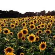 ヒメ日記 2025/09/27 13:18 投稿 なつ 人妻美人館