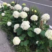 ヒメ日記 2025/06/22 21:26 投稿 大倉 熟女の風俗最終章 新横浜店