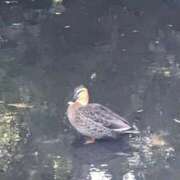 ヒメ日記 2025/12/11 21:56 投稿 大倉 熟女の風俗最終章 新横浜店