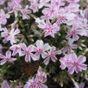 ヒメ日記 2025/02/23 21:20 投稿 まな 西川口ティアラ