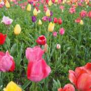 ヒメ日記 2025/03/27 20:16 投稿 まな 西川口ティアラ