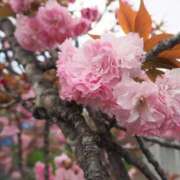 ヒメ日記 2025/04/17 21:01 投稿 まな 西川口ティアラ