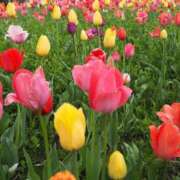 ヒメ日記 2025/04/21 20:14 投稿 まな 西川口ティアラ