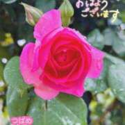 ヒメ日記 2025/11/13 15:45 投稿 北条つばめ エステdeシンデレラ横浜（シンデレラグループ）