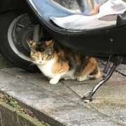 ヒメ日記 2026/01/27 09:30 投稿 なな 鹿児島ちゃんこ 薩摩川内店