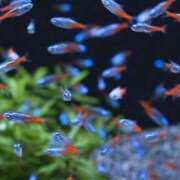 ヒメ日記 2026/02/10 08:02 投稿 なな 鹿児島ちゃんこ 薩摩川内店