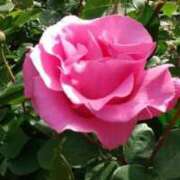 ヒメ日記 2024/12/26 20:02 投稿 すず 人妻小旅行