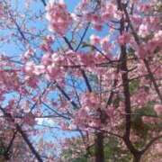 ヒメ日記 2025/03/18 20:52 投稿 すず 人妻小旅行