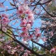 ヒメ日記 2025/04/03 21:22 投稿 すず 人妻小旅行