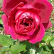 ヒメ日記 2025/05/12 18:22 投稿 すず 人妻小旅行