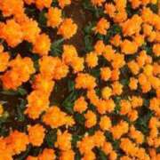 ヒメ日記 2025/05/15 20:22 投稿 すず 人妻小旅行