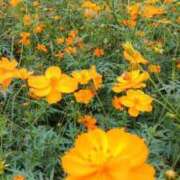 ヒメ日記 2025/08/08 20:17 投稿 すず 人妻小旅行