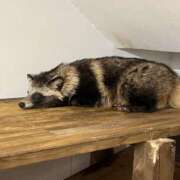 ヒメ日記 2025/05/12 23:52 投稿 ゆに【FG系列】 フィーリングin厚木【FG系列】