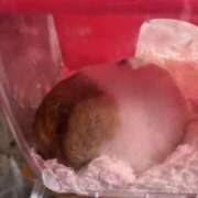 ヒメ日記 2025/12/26 17:35 投稿 ゆに【FG系列】 フィーリングin厚木【FG系列】