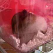 ゆに【FG系列】 ハム吸い フィーリングin厚木【FG系列】