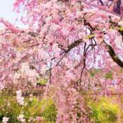 ヒメ日記 2026/04/20 10:57 投稿 みさき 岐阜岐南各務原ちゃんこ