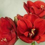 ヒメ日記 2025/03/17 11:39 投稿 ツムギ★大人可愛い愛人系 BITEKI