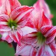 ヒメ日記 2025/03/18 09:45 投稿 ツムギ★大人可愛い愛人系 BITEKI