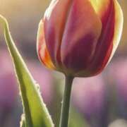 ヒメ日記 2025/03/22 12:17 投稿 ツムギ★大人可愛い愛人系 BITEKI