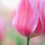 ヒメ日記 2025/03/24 11:15 投稿 ツムギ★大人可愛い愛人系 BITEKI