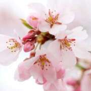 ヒメ日記 2025/03/26 14:36 投稿 ツムギ★大人可愛い愛人系 BITEKI