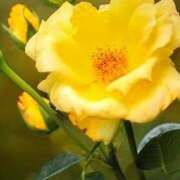 ヒメ日記 2025/03/29 11:15 投稿 ツムギ★大人可愛い愛人系 BITEKI