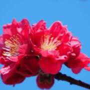 ヒメ日記 2025/03/31 11:15 投稿 ツムギ★大人可愛い愛人系 BITEKI