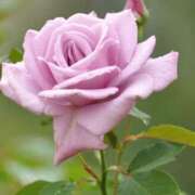 ヒメ日記 2025/04/10 11:34 投稿 ツムギ★大人可愛い愛人系 BITEKI