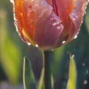 ヒメ日記 2025/04/13 08:58 投稿 ツムギ★大人可愛い愛人系 BITEKI