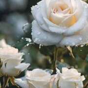 ヒメ日記 2025/04/14 11:15 投稿 ツムギ★大人可愛い愛人系 BITEKI