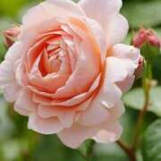 ヒメ日記 2025/04/15 11:15 投稿 ツムギ★大人可愛い愛人系 BITEKI