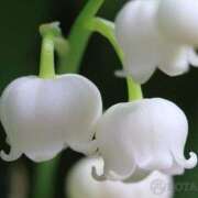 ヒメ日記 2025/04/29 11:15 投稿 ツムギ★大人可愛い愛人系 BITEKI