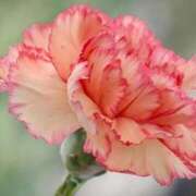 ヒメ日記 2025/04/30 10:45 投稿 ツムギ★大人可愛い愛人系 BITEKI