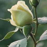 ヒメ日記 2025/05/02 13:33 投稿 ツムギ★大人可愛い愛人系 BITEKI