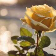 ヒメ日記 2025/05/04 09:01 投稿 ツムギ★大人可愛い愛人系 BITEKI