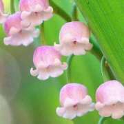 ヒメ日記 2025/05/25 11:15 投稿 ツムギ★大人可愛い愛人系 BITEKI