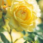 ヒメ日記 2025/05/27 11:15 投稿 ツムギ★大人可愛い愛人系 BITEKI