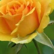 ヒメ日記 2025/05/30 11:15 投稿 ツムギ★大人可愛い愛人系 BITEKI