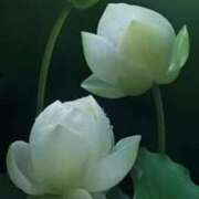 ヒメ日記 2025/06/10 11:45 投稿 ツムギ★大人可愛い愛人系 BITEKI