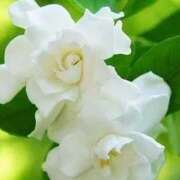 ヒメ日記 2025/06/17 14:00 投稿 ツムギ★大人可愛い愛人系 BITEKI