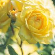 ヒメ日記 2025/06/19 11:15 投稿 ツムギ★大人可愛い愛人系 BITEKI