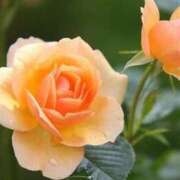 ヒメ日記 2025/06/20 11:06 投稿 ツムギ★大人可愛い愛人系 BITEKI