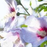 ヒメ日記 2025/06/21 11:45 投稿 ツムギ★大人可愛い愛人系 BITEKI