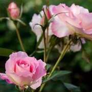 ヒメ日記 2025/07/04 12:57 投稿 ツムギ★大人可愛い愛人系 BITEKI