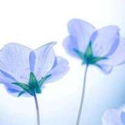 ヒメ日記 2025/07/11 10:45 投稿 ツムギ★大人可愛い愛人系 BITEKI