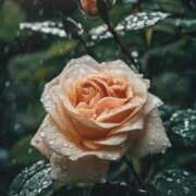 ヒメ日記 2025/07/16 18:07 投稿 ツムギ★大人可愛い愛人系 BITEKI